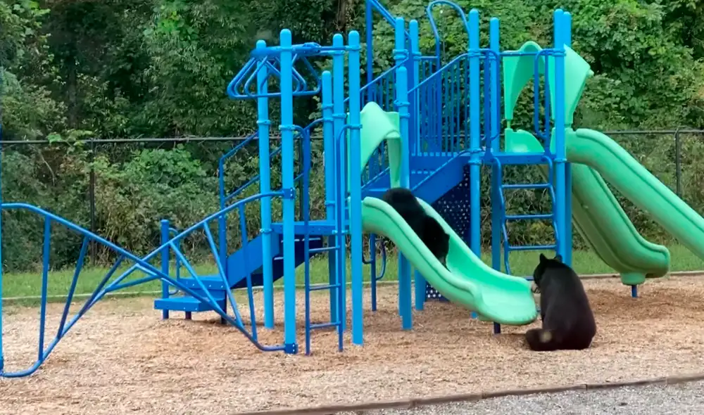La pequeña cría veía cómo se deslizaba la madre en el tobogán de la escuela. Foto: captura de Facebook/Betsie Stockslager