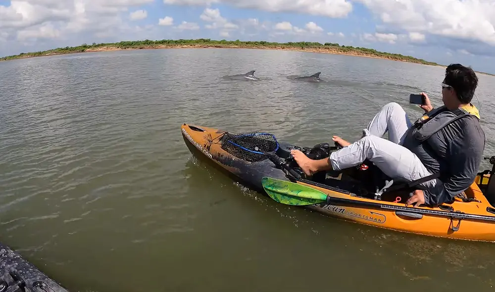 Estos animales pertenecen a la especie de delfines llamada nariz de botella. Foto: captura de YouTube