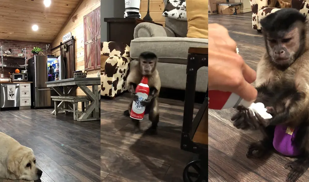 El mascota de ocho años es Gaitlyn Rae. Foto: captura de YouTube