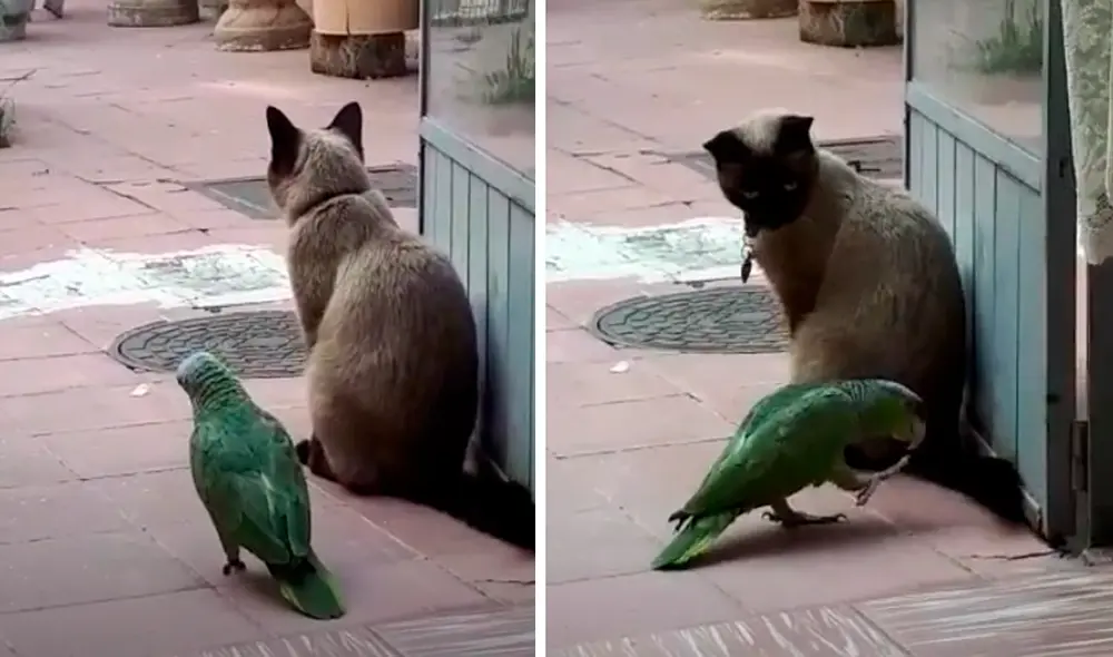El video viral ha causado gran furor en las redes sociales. Foto: captura de TikTok
