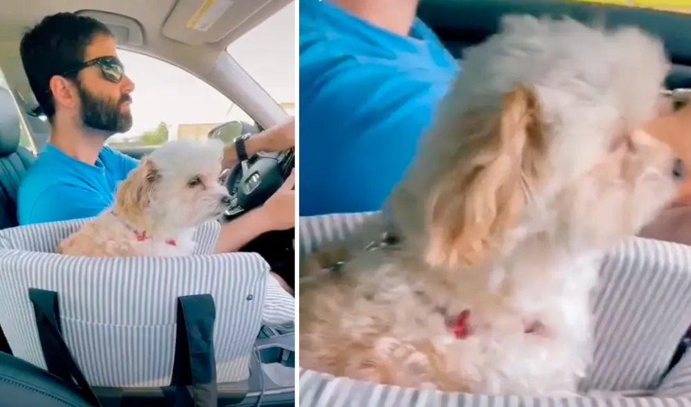 TikTok viral: lleva de paseo a su perro en el carro y este contempla la ...