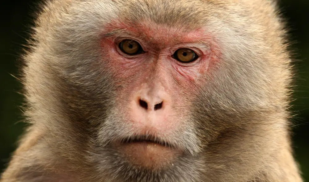 Tras el regreso del primate, los pobladores solicitaron la intervención del Departamento Forestal. Foto: AFP