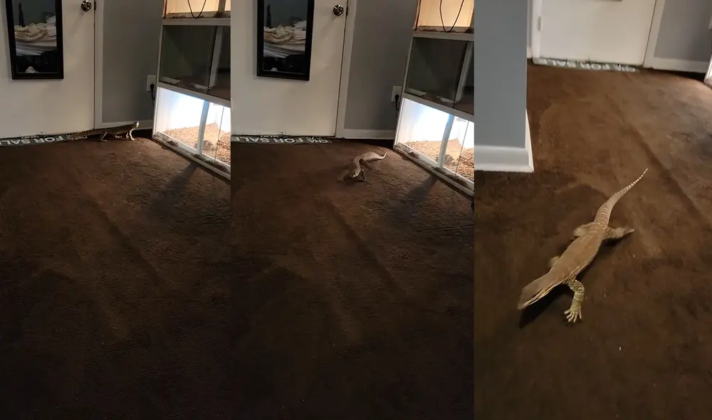 Este peculiar acontecimiento ocurrió en Virginia, USA. Foto: captura de YouTube