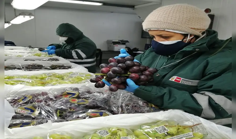 Piura produce uva fresca para exportación. Foto: La República
