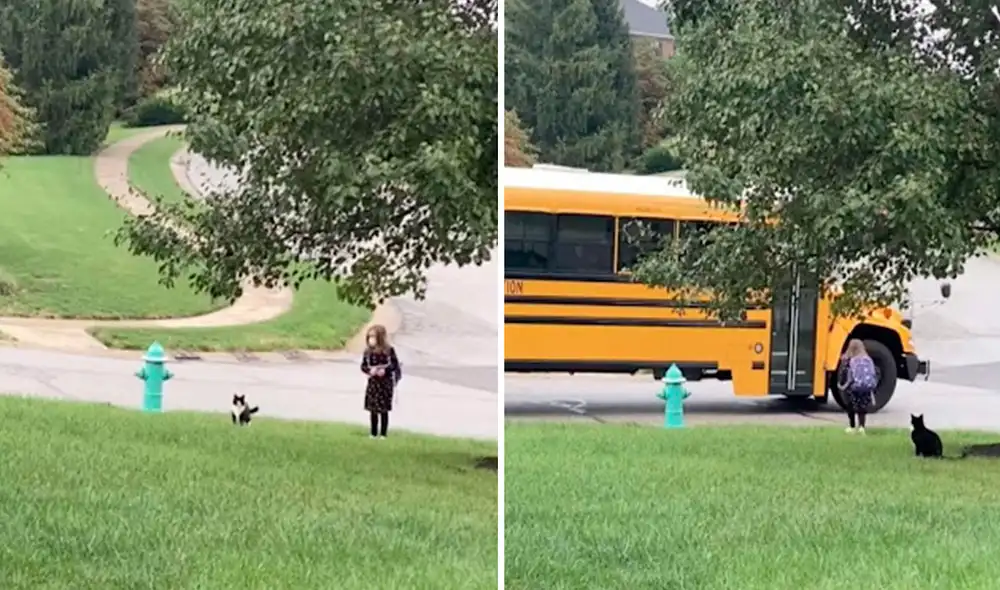 Una pareja adoptó a un gatito del refugio y en poco tiempo se ganó el cariño de su hija tras convertirse en ‘mejores amigos’. Foto: captura de Facebook