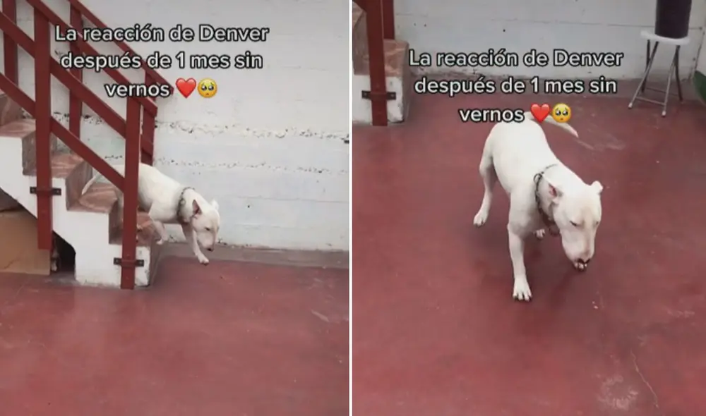 La reacción de Denver conmovió a miles de usuarios en las redes sociales. Foto: captura de TikTok La reacción de Denver conmovió a miles de usuarios en las redes sociales. Foto: captura de TikTok