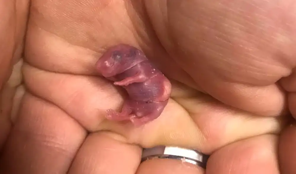 Ellos notaron la presencia del roedor cuando su gato no dejaba de rascar un espacio de su hogar, por ello, pidieron el apoyo de una organización para que estuviera bien. Foto: RSPCA