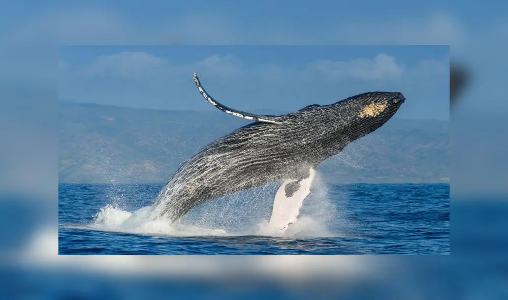 El animal capturó al sujeto durante al menos 30 segundos. Foto: National Geographic El animal capturó al sujeto durante al menos 30 segundos. Foto: National Geographic