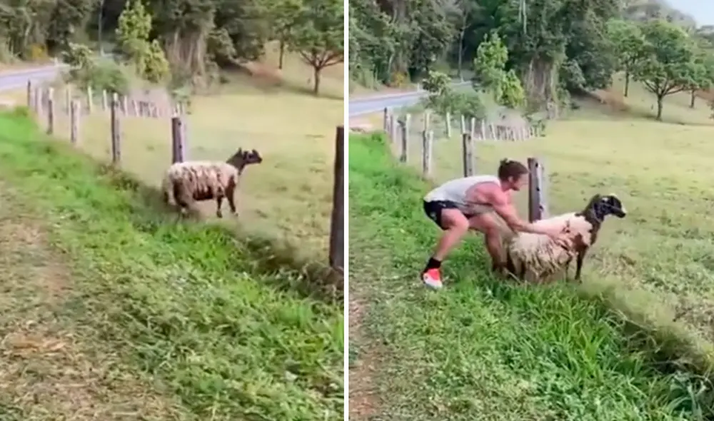 Un hombre detuvo su viaje al notar que una oveja corría peligro, ya que su cuello terminó enganchado en una cerca de alambre de púas. Foto: captura de YouTube