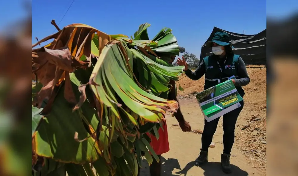 Plantaciones de banano se marchitan por hongo. Foto: Senasa. Plantaciones de banano se marchitan por hongo. Foto: Senasa.