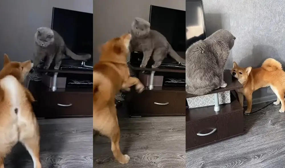 Este divertido enfrentamiento ocurrió en Murmansk, Russia. Foto: captura de YouTube