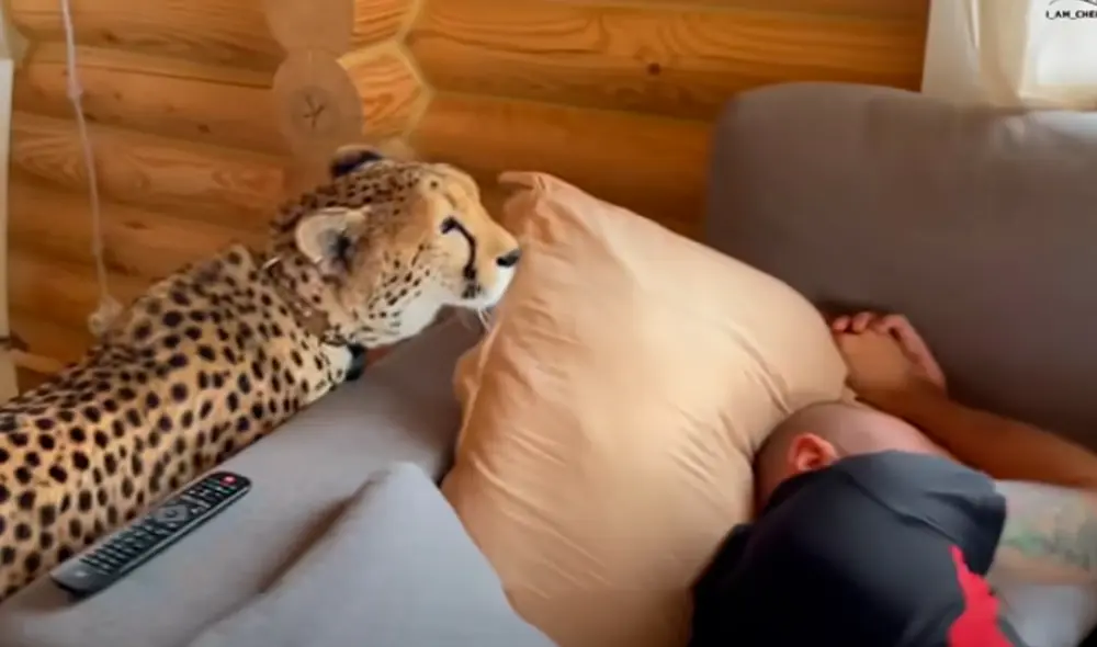 El video viral ha sido compartido en el canal I_am_cheetah. Foto: captura de YouTube El video viral ha sido compartido en el canal I_am_cheetah. Foto: captura de YouTube