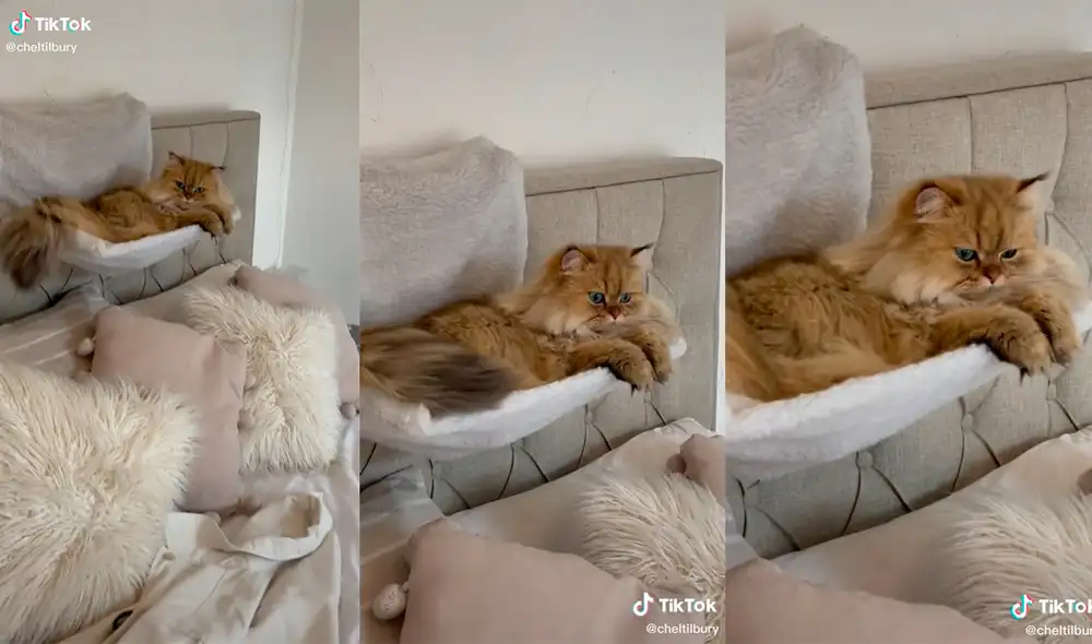 Miles de usuarios quedaron cautivados con la enternecedora escena desarrollada en el interior de un hogar. Foto: captura de TikTok