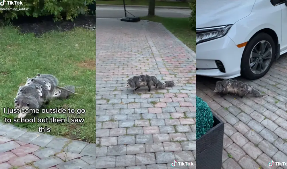 La escena causó asombro entre los usuarios debido a que las zarigüeyas fueron vistas de día cuando son animales con hábitos nocturnos. Foto: captura de TikTok