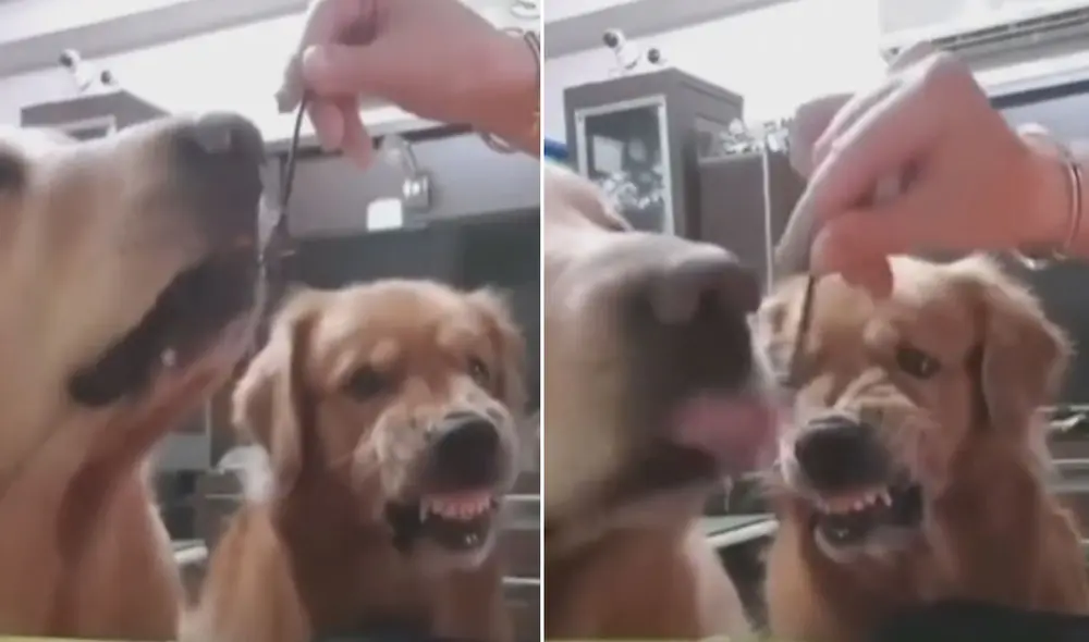 Las imágenes de este divertido video se volvieron tendencia en las redes sociales. Foto: captura de TikTok Las imágenes de este divertido video se volvieron tendencia en las redes sociales. Foto: captura de TikTok