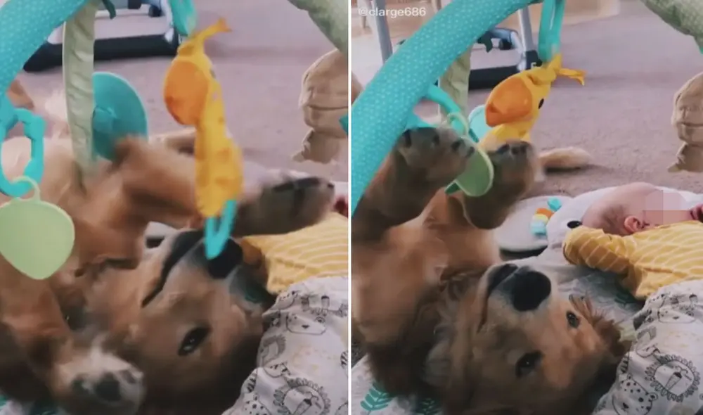 La adorable conducta del animal dejó sin palabras a miles de usuarios en las redes sociales. Foto: captura de TikTok