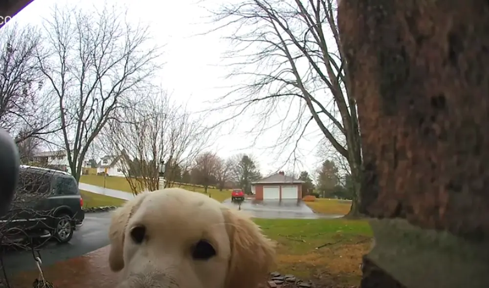 El video viral ha sido compartido en la página Ring. Foto: captura de Facebook