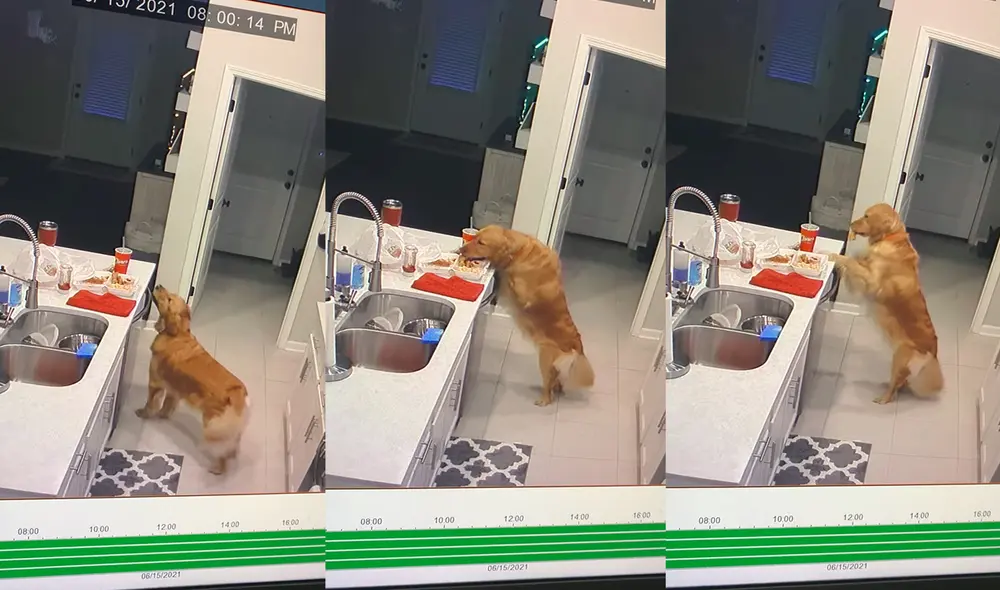 Los dueños de la comida revisaron las cámaras de seguridad y se dieron con una sorpresa. Foto: captura de YouTube