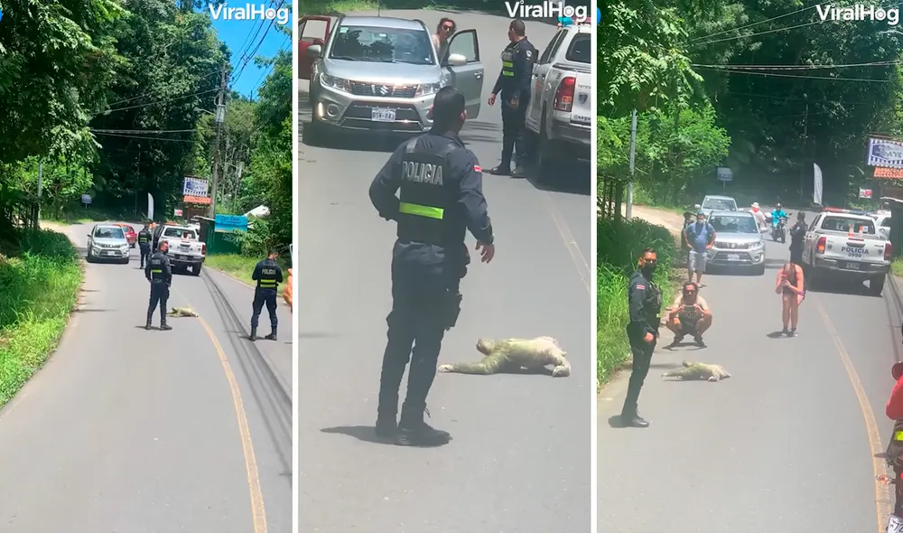 Al parecer, el perezoso sabía que podía tomarse su tiempo para cruzar la carretera, pues estaba resguardado por la Policía. Foto: captura de Facebook/Viralhog