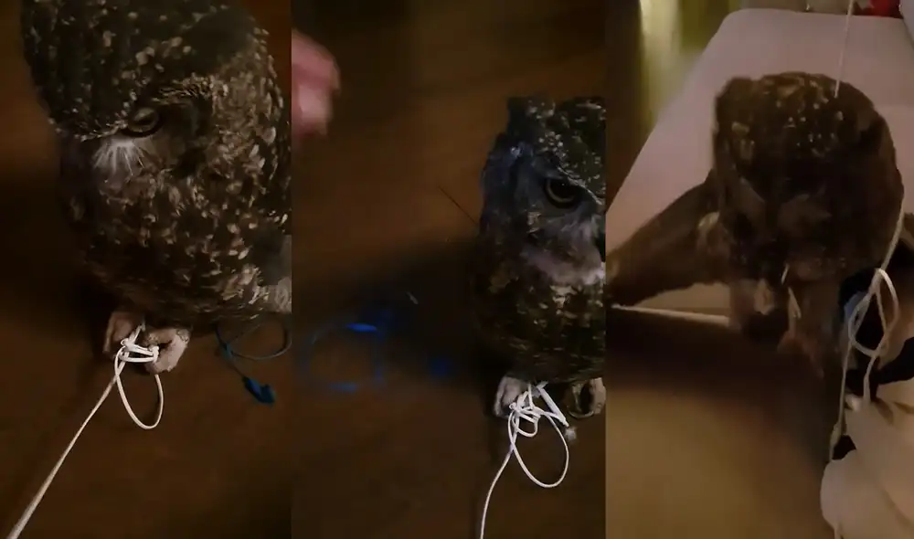 Esto ocurrió en un hogar de Heesch, Países Bajos. Foto: captura de YouTube Esto ocurrió en un hogar de Heesch, Países Bajos. Foto: captura de YouTube