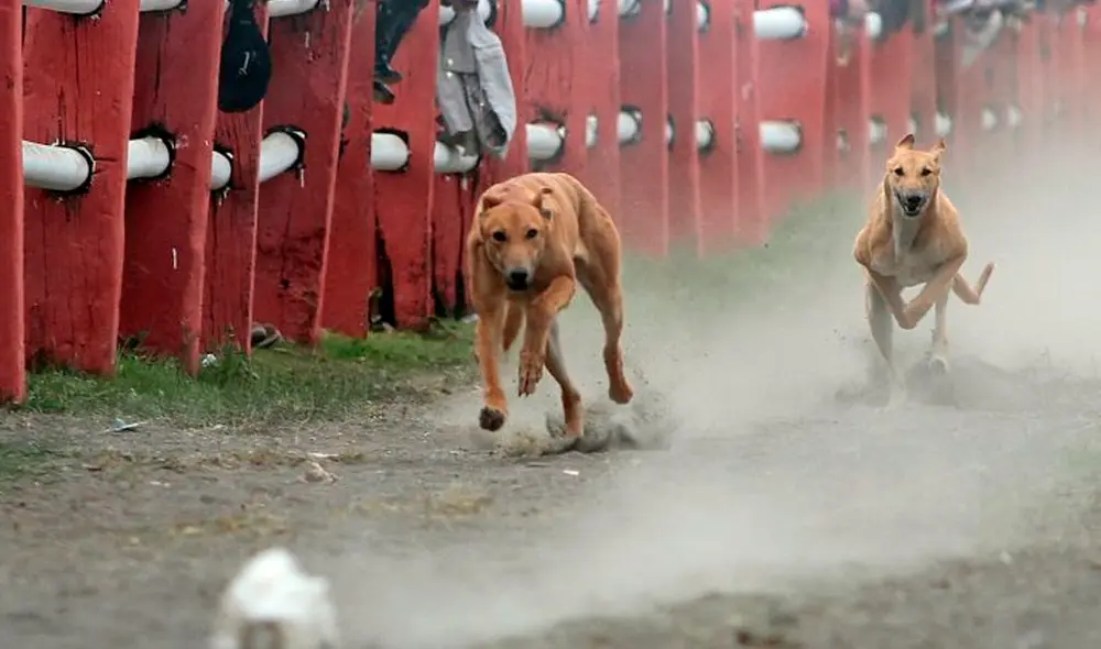 El proyecto proponía que se modificara el texto de la Ley 20.380 sobre protección de animales en Chile. Foto: Agencia UNO