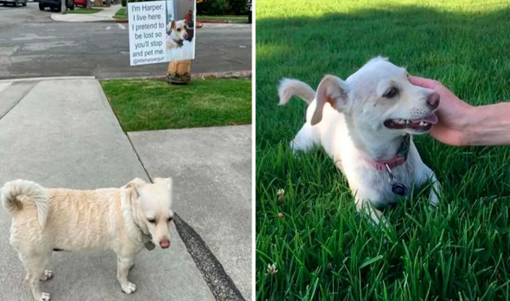 A diario, una perrita se acomoda en los exteriores de su casa para llamar la atención de grandes y chicos con la intención de que le puedan dar cariño. Foto: Littleharpergurl/ Instagram