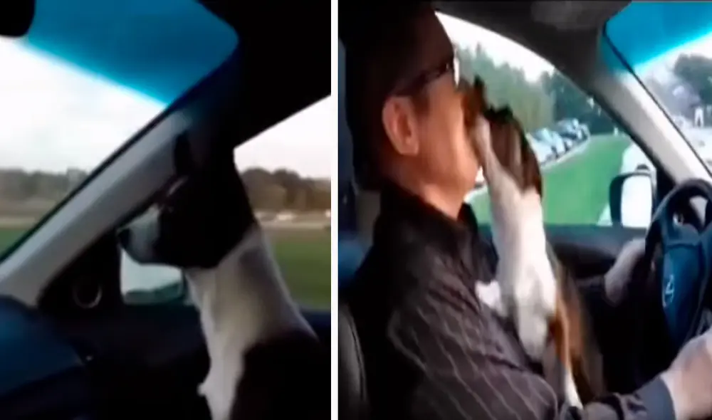 Un hombre quiso premiar a su adorable mascota por su buen comportamiento y lo llevó a escondidas a un parque; asimismo, se conmovió con su reacción. Foto: captura de TikTok Un hombre quiso premiar a su adorable mascota por su buen comportamiento y lo llevó a escondidas a un parque; asimismo, se conmovió con su reacción. Foto: captura de TikTok