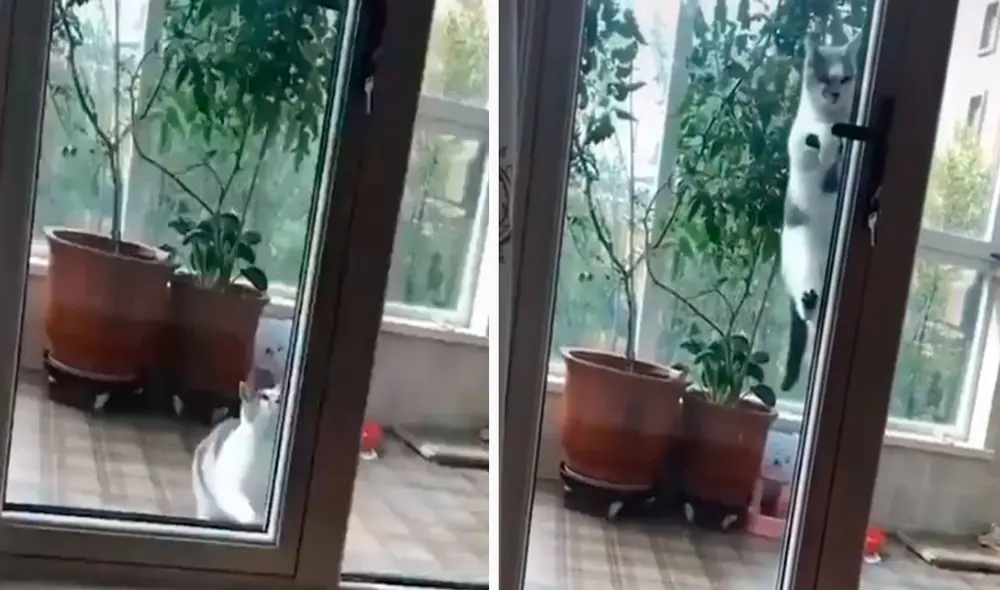 Un travieso gatito trató de pasar desapercibido luego que escapó en un momento de distracción; sin embargo, fue descubierto por sus dueños. Foto: captura de TikTok