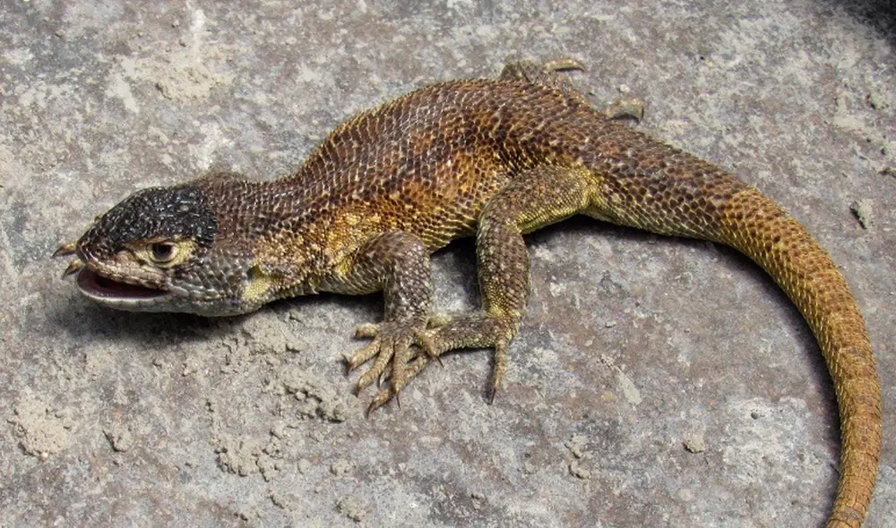Descubrimiento fue realizado tras estudio desarrollado por especialistas de Perú, Argentina, Chile y Bolivia. Foto: Sernanp Descubrimiento fue realizado tras estudio desarrollado por especialistas de Perú, Argentina, Chile y Bolivia. Foto: Sernanp