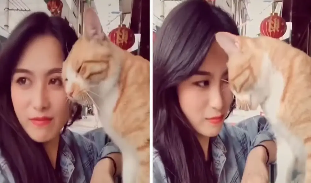 Una joven acudió a una tienda para comprar unos productos cuando fue sorprendida por un felino que trató de llamar su atención para conseguir unas caricias. Foto: captura de TikTok
