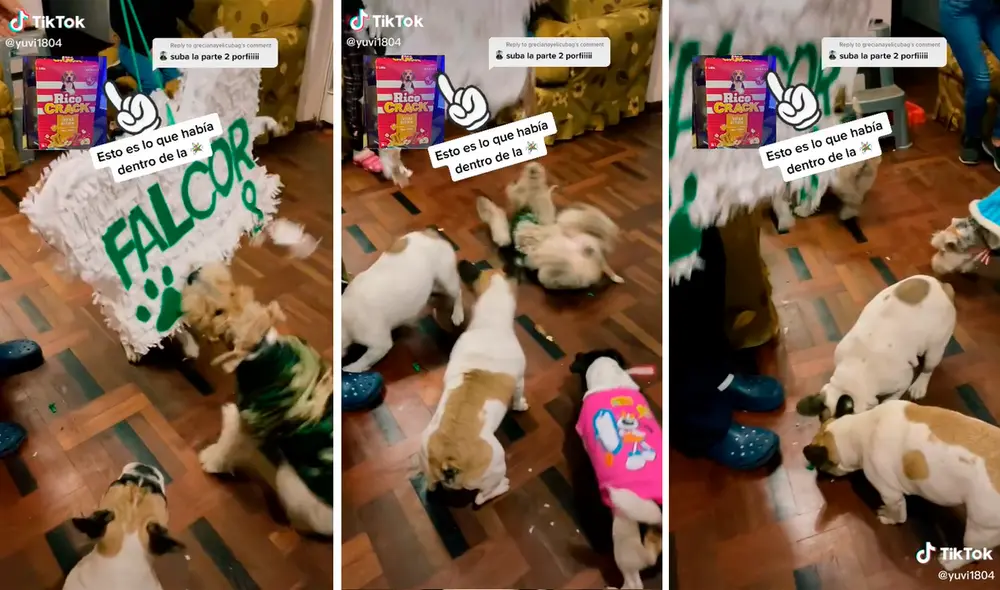 Las graciosas escenas de los perros corriendo detrás de las galletas han sacado más de una sonrisa a los cibernautas. Foto: captura de TikTok