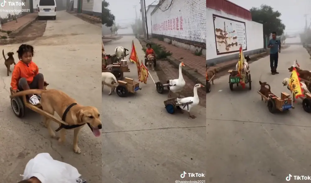Cada uno de los animales llevaba diversos atuendos que permitían movilizar a los niños en sus lomos. Foto: captura de TikTok Cada uno de los animales llevaba diversos atuendos que permitían movilizar a los niños en sus lomos. Foto: captura de TikTok