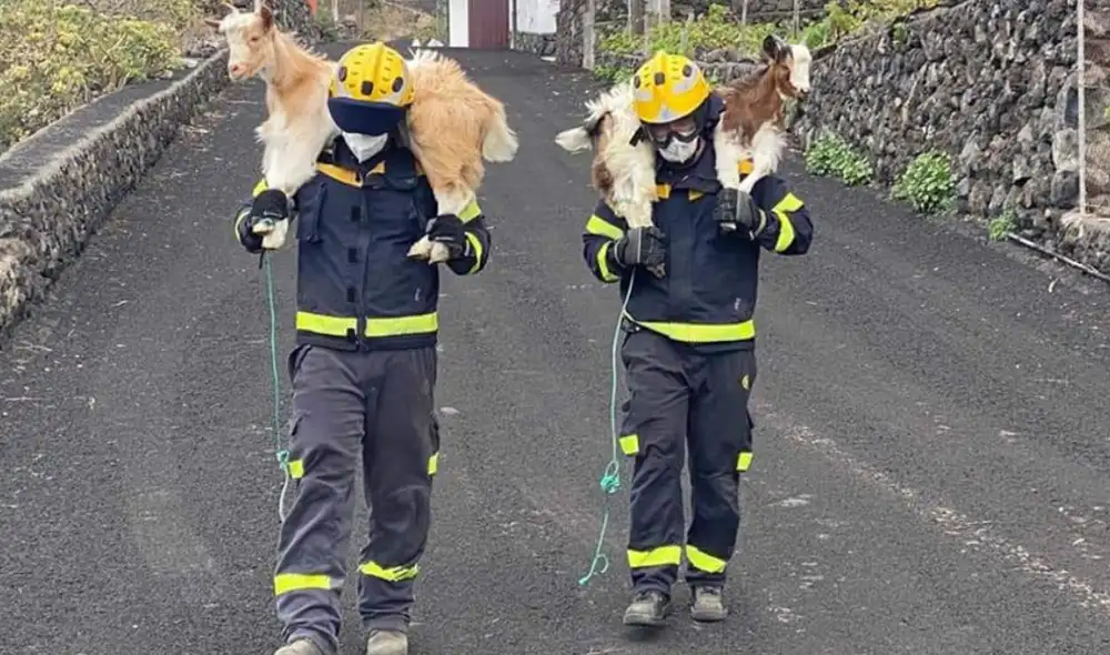 Guardia Civil y Bomberos de España rescatan al ganado dispersado en los alrededores del volcán Cumbre Vieja. Foto: Antena 3