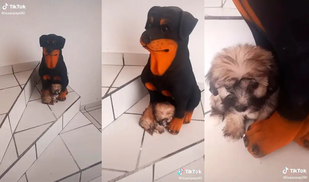 El can logró cautivar el corazón de miles de cibernautas con su adorable comportamiento. Foto: captura de TikTok El can logró cautivar el corazón de miles de cibernautas con su adorable comportamiento. Foto: captura de TikTok