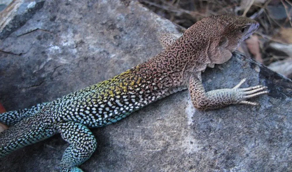 Imagen cercana de la Liolaemus warjantay, lagartija encontrada a 4.500 m s. n. m. en Cotahuasi. Foto: AFP