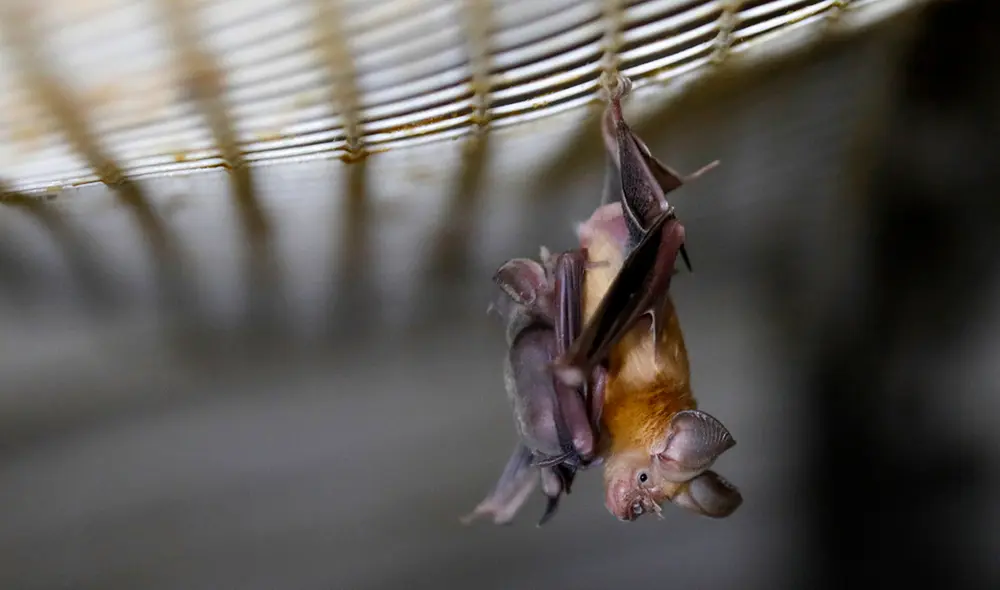 El hombre empezó a sentir dolor de cuello y de cabeza, dificultad para controlar los brazos y entumecimiento de los dedos. Foto: AFP