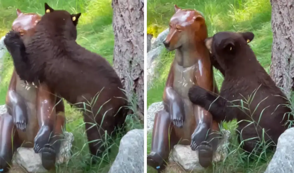 El oso envolvió sus patas alrededor de la estatua y le dio un amoroso abrazo antes de acariciar su barbilla y besarla. Foto: captura de Facebook