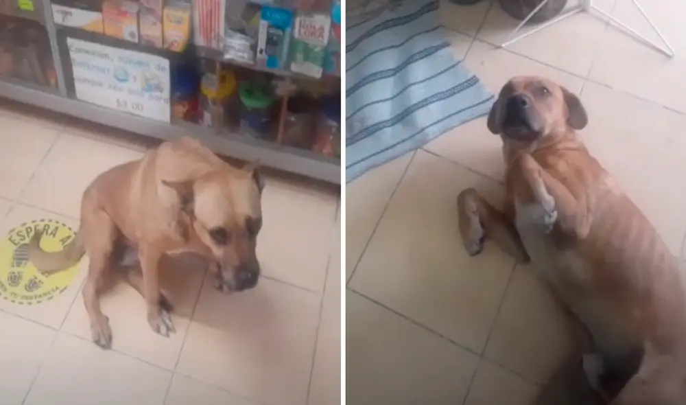 El perrito con frecuencia permite a sus 'amigos' pasar la noche en el negocio cuando se registra mucha lluvia. Foto: captura de TikTok El perrito con frecuencia permite a sus 'amigos' pasar la noche en el negocio cuando se registra mucha lluvia. Foto: captura de TikTok