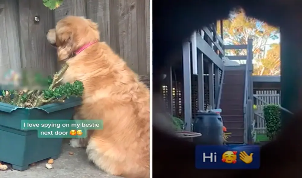 El perrito, al parecer, quería enterarse de las actividades que realizaban sus vecinos. Foto: captura de Facebook