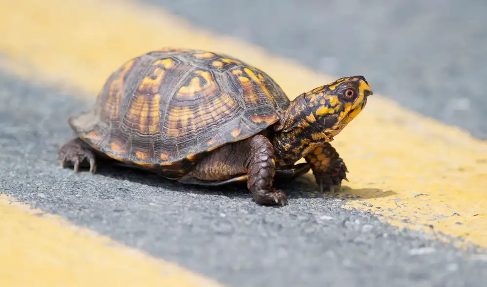 La tortuga que atravesó el aeropuerto de Narita mide 30 centímetros y pesa dos kilogramos. Foto: Todo Noticias La tortuga que atravesó el aeropuerto de Narita mide 30 centímetros y pesa dos kilogramos. Foto: Todo Noticias