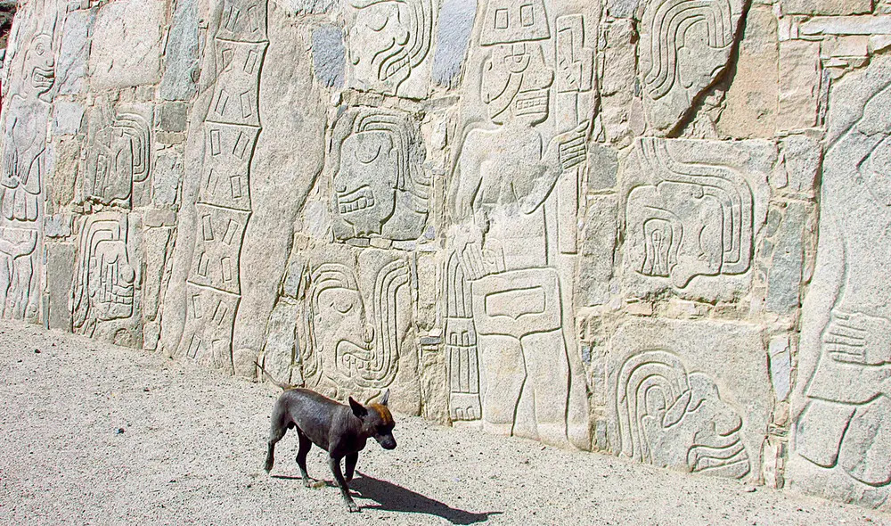 Patrimonio. Un perro peruano junto a los grabados del edificio de piedra del sitio arqueológico Sechín, en Casma, Áncash. Foto: difusión Patrimonio. Un perro peruano junto a los grabados del edificio de piedra del sitio arqueológico Sechín, en Casma, Áncash. Foto: difusión