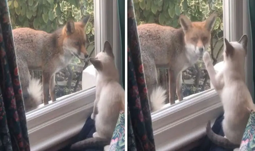 Una mujer disfruta de la compañía de un zorro que siempre le deja regalos en su hogar, pero ella se conmovió cuando lo vio jugar al lado de su mascota. Foto: captura de YouTube Una mujer disfruta de la compañía de un zorro que siempre le deja regalos en su hogar, pero ella se conmovió cuando lo vio jugar al lado de su mascota. Foto: captura de YouTube