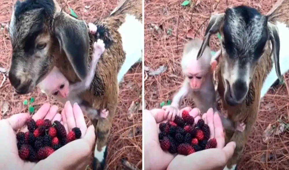 Un joven visitó a un indefenso animal en medio del bosque, pero lo que llamó su atención fue que no estaba sola tras hacerse ‘amiga’ de un pequeño primate. Foto: captura de YouTube