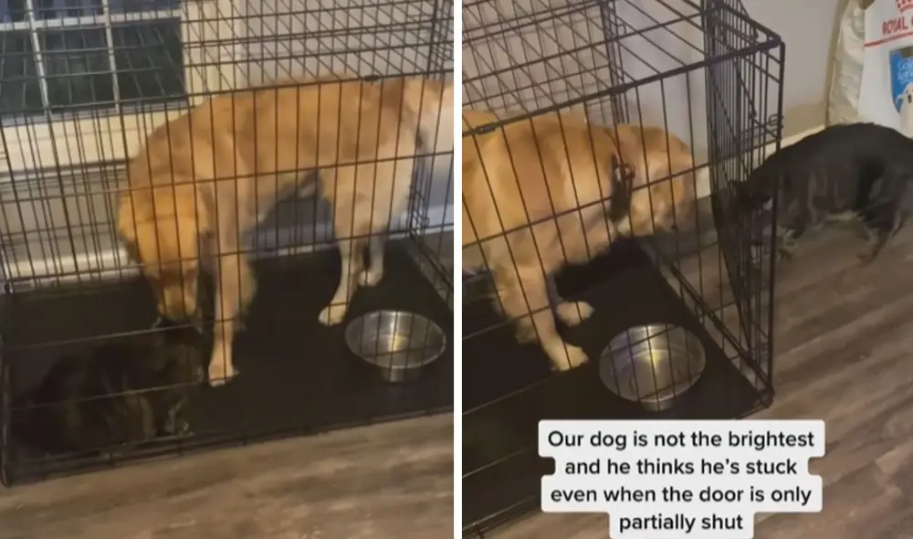 El comportamiento del gatito hizo reír a miles de usuarios en las redes sociales. Foto: captura de TikTok