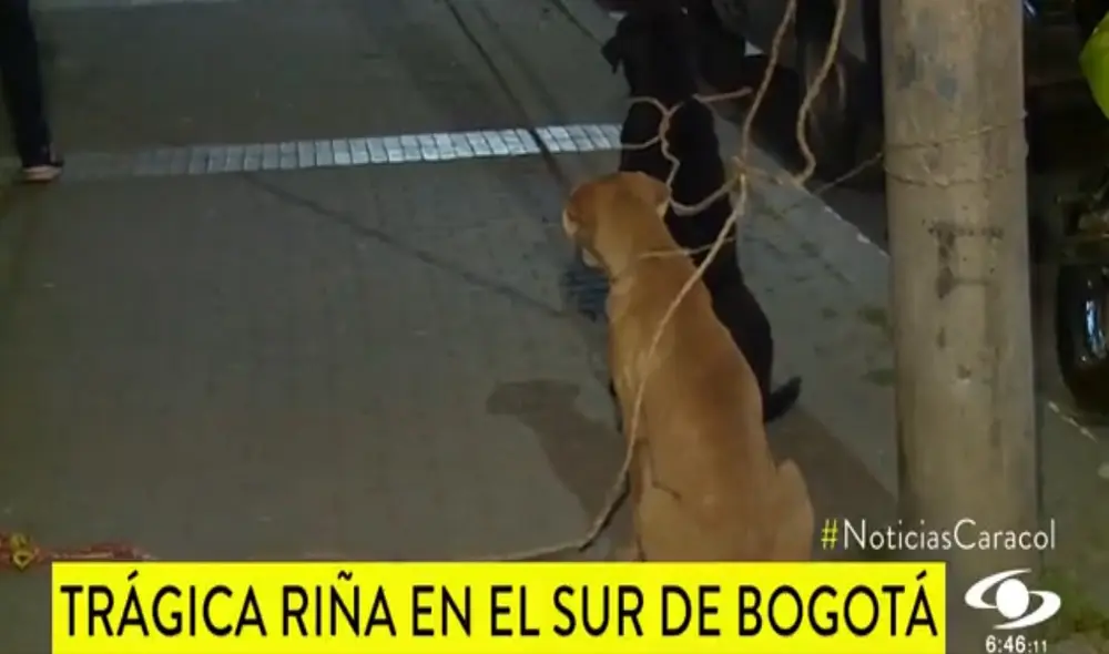 En Bogotá dos perros fueron retirados con esfuerzo policial tras el suceso. Foto: captura de video En Bogotá dos perros fueron retirados con esfuerzo policial tras el suceso. Foto: captura de video