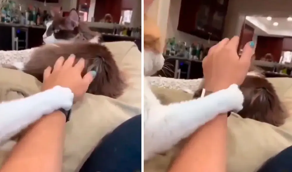 TikTok viral: gatito ve que su dueña acaricia a su ‘amigo’ y hace de todo para que lo atiendan a él TikTok viral: gatito ve que su dueña acaricia a su ‘amigo’ y hace de todo para que lo atiendan a él