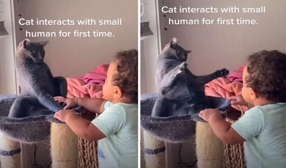 Unos padres armaron un plan para que su adorable mascota conozca a su pequeño; sin embargo, las cosas no resultaron cómo las habían pensado. Foto: captura de Facebook Unos padres armaron un plan para que su adorable mascota conozca a su pequeño; sin embargo, las cosas no resultaron cómo las habían pensado. Foto: captura de Facebook