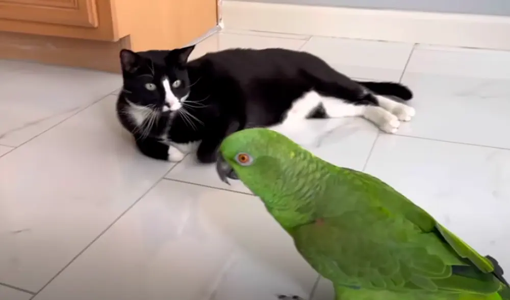 El video viral ha sido compartido en el canal MELISSA&VICKY. Foto: captura de YouTube El video viral ha sido compartido en el canal MELISSA&VICKY. Foto: captura de YouTube