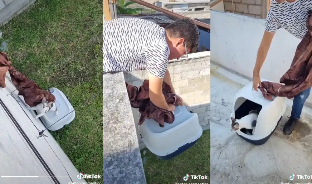 El minino pudo regresar a su hogar luego de ser salvado por sus dueños. Foto: captura de TikTok El minino pudo regresar a su hogar luego de ser salvado por sus dueños. Foto: captura de TikTok