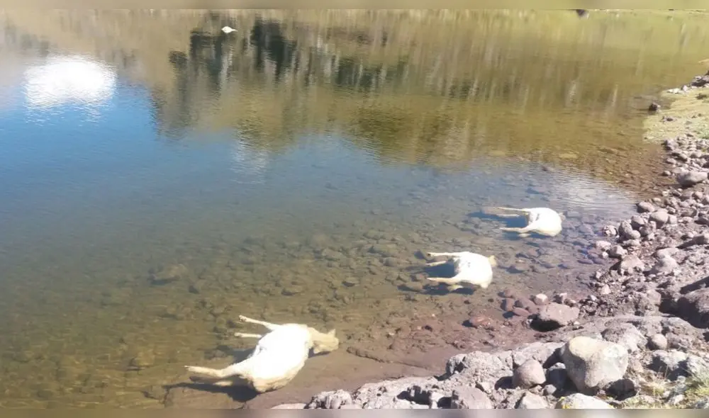La economía de la gran mayoría de países latinoamericanos, incluidos el Perú, se basa en la minería, agricultura, el sector forestal o la pesca, y las exportaciones. Foto: La República
